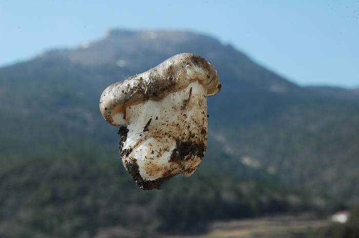 Hygrophorus marzuolus